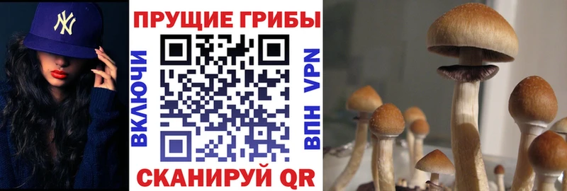 Галлюциногенные грибы Cubensis Ачинск