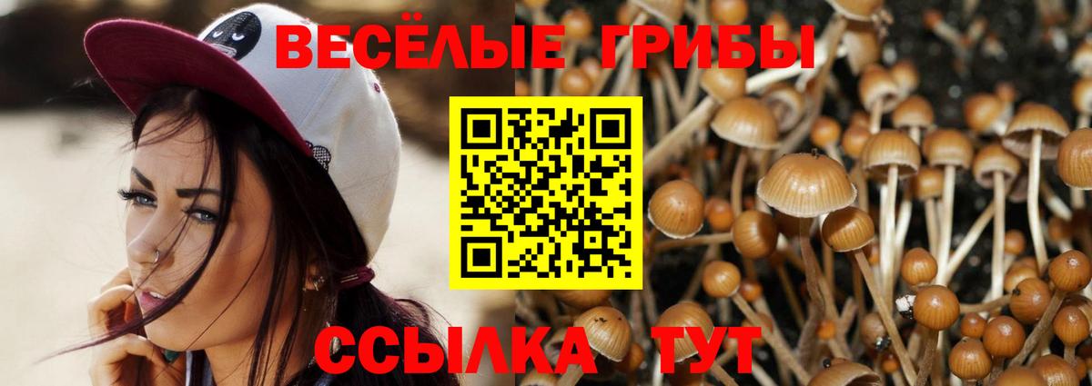 купить наркотики сайты  Вход с VPN  Галлюциногенные грибы Psilocybine cubensis  Ачинск  Галлюциногенные грибы мицелий 